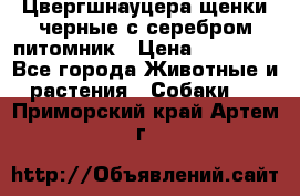 Цвергшнауцера щенки черные с серебром питомник › Цена ­ 30 000 - Все города Животные и растения » Собаки   . Приморский край,Артем г.